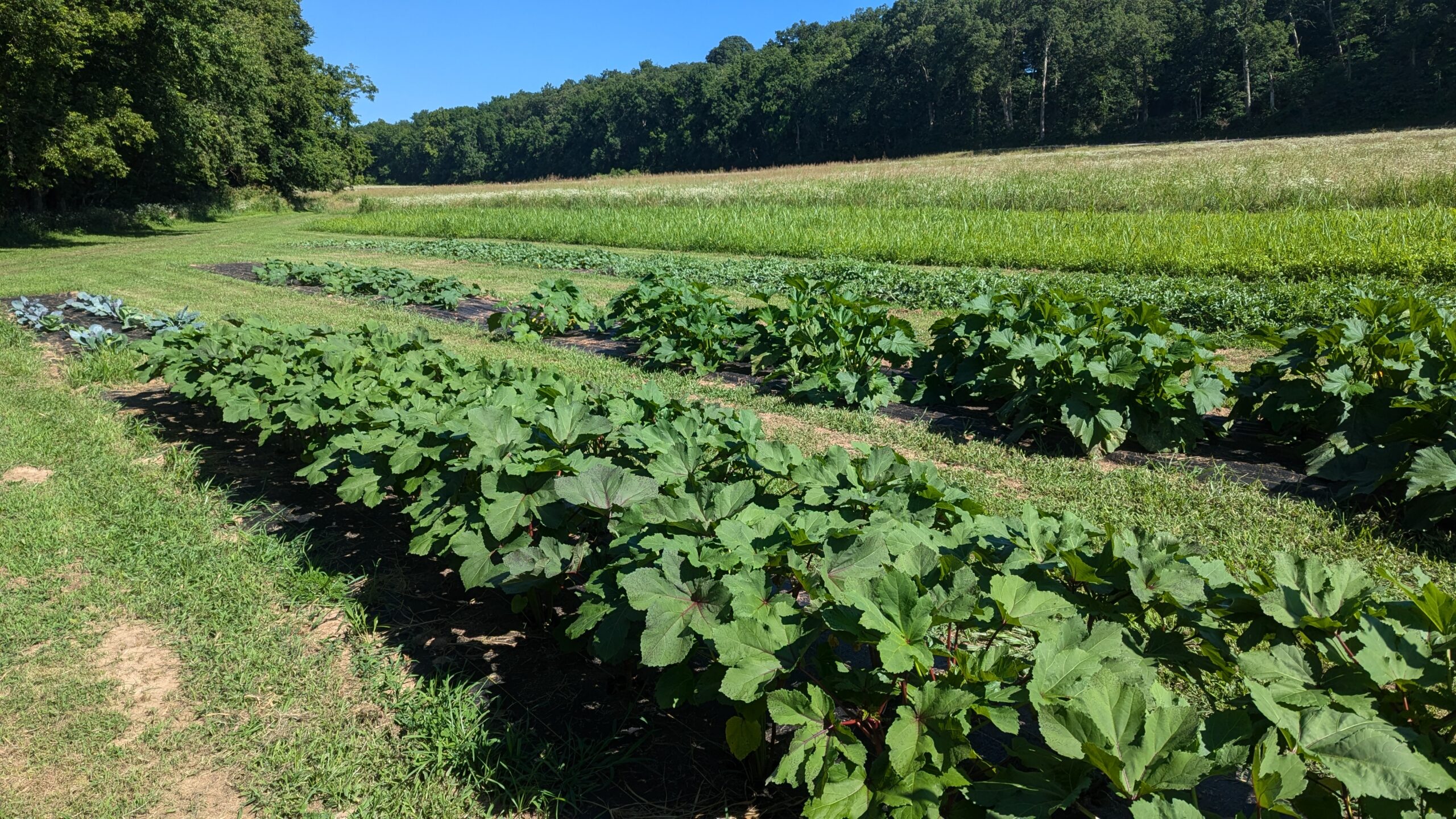 Rows of organic crops growing at Faith Family Farms