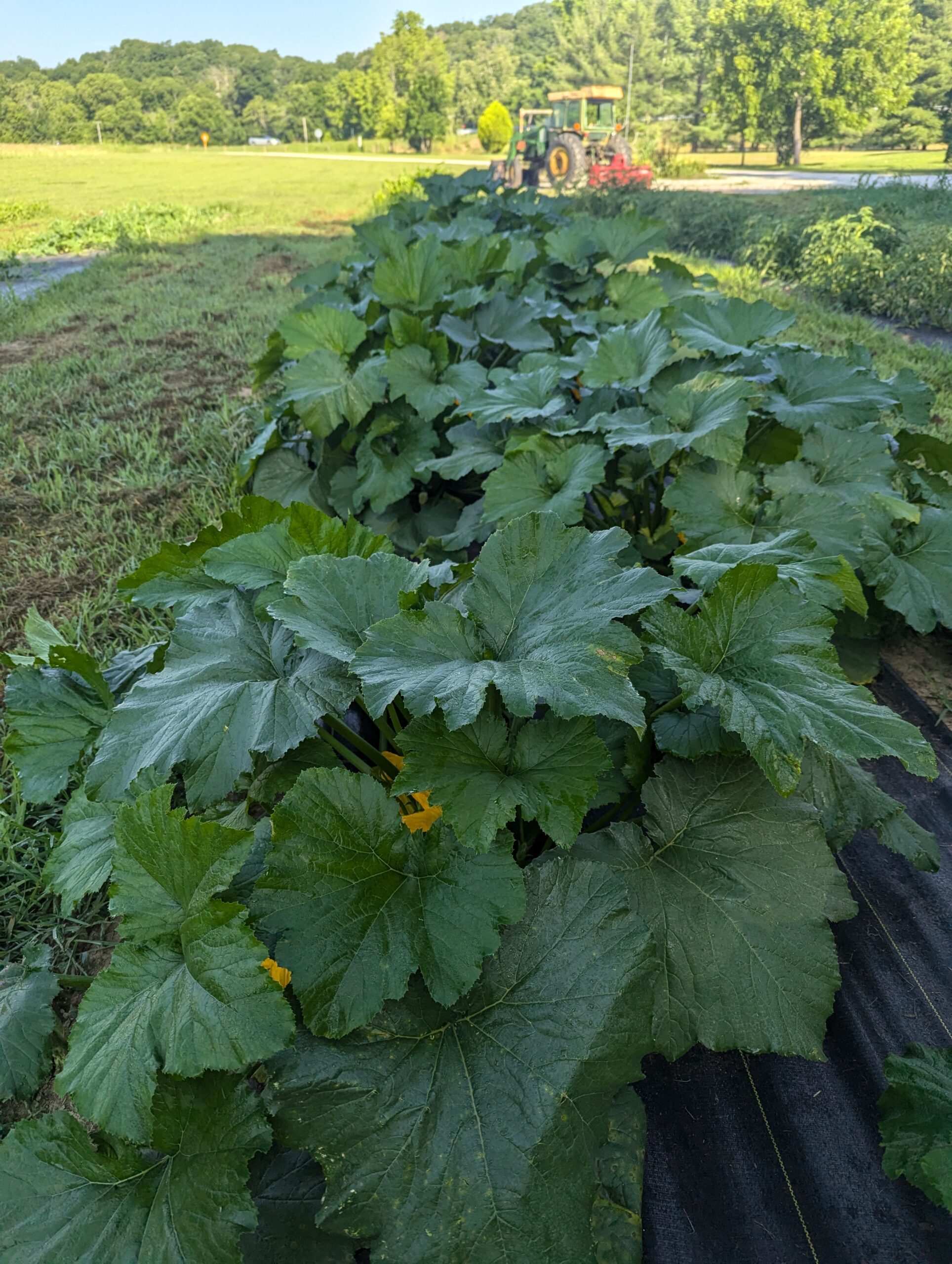 Squash rows with tractor at Faith Family Farms